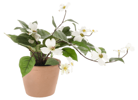 Plastblomst i potte, sommerplante med hvite blomster