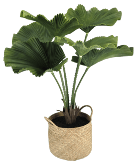Kunstig plante i potte Licuala 70 cm